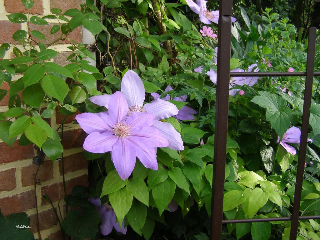 Gite Des Hortillonnages Camon (Picardy) Exterior foto