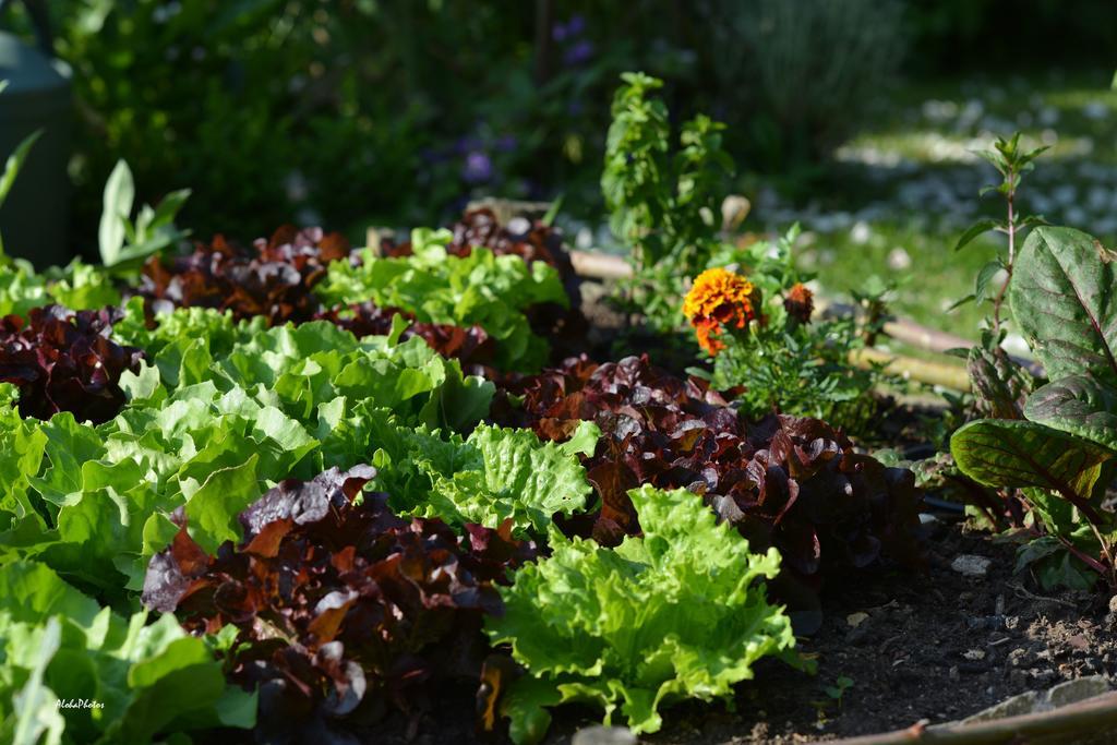 Gite Des Hortillonnages Camon (Picardy) Exterior foto
